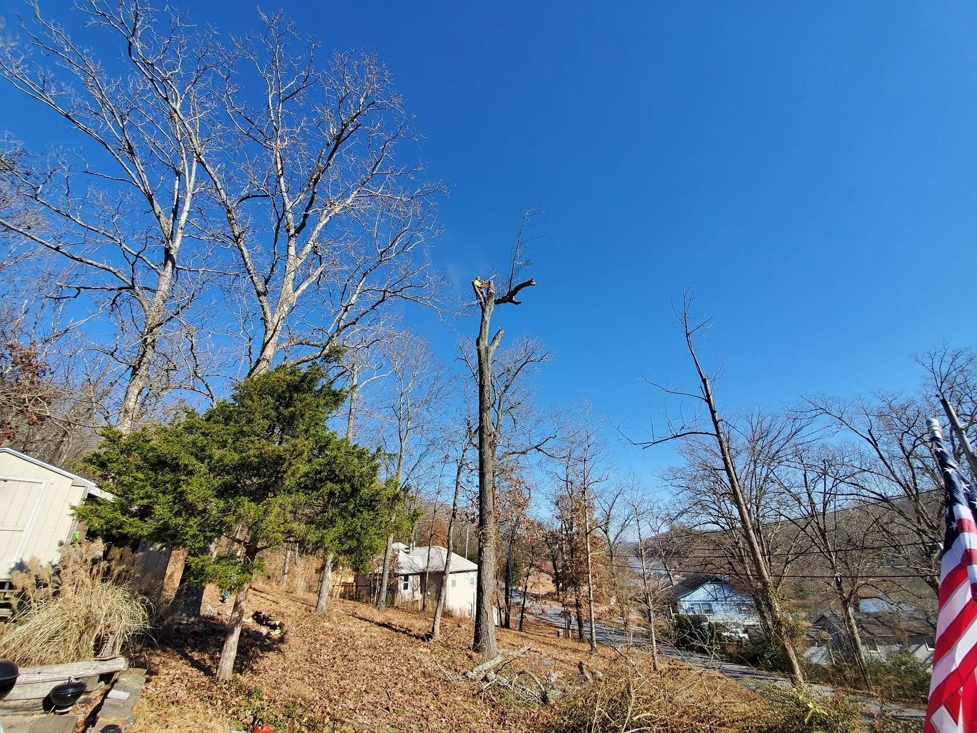 Leafless trees and a trimmed stump in a dry yard under a clear blue sky, with a U.S. flag at right.