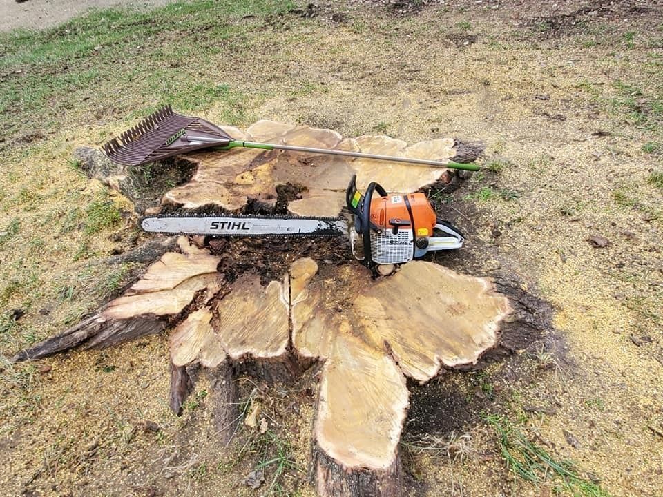 Chainsaw cutting a tree stump on grass, with large wood chips scattered around.