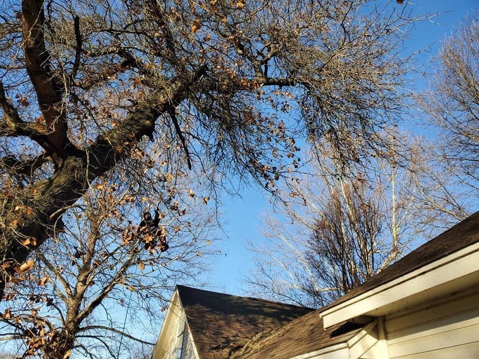 Leafless trees and rooftops under a clear blue sky