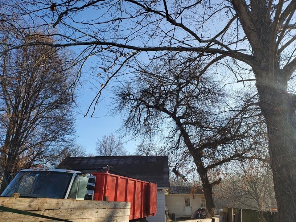 Backyard with bare trees, a red dumpster, and a black-roofed shed under a clear blue sky