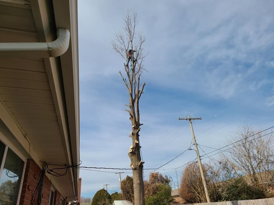 Leafless tree trunk by a house under a blue sky, with utility poles and power lines nearby