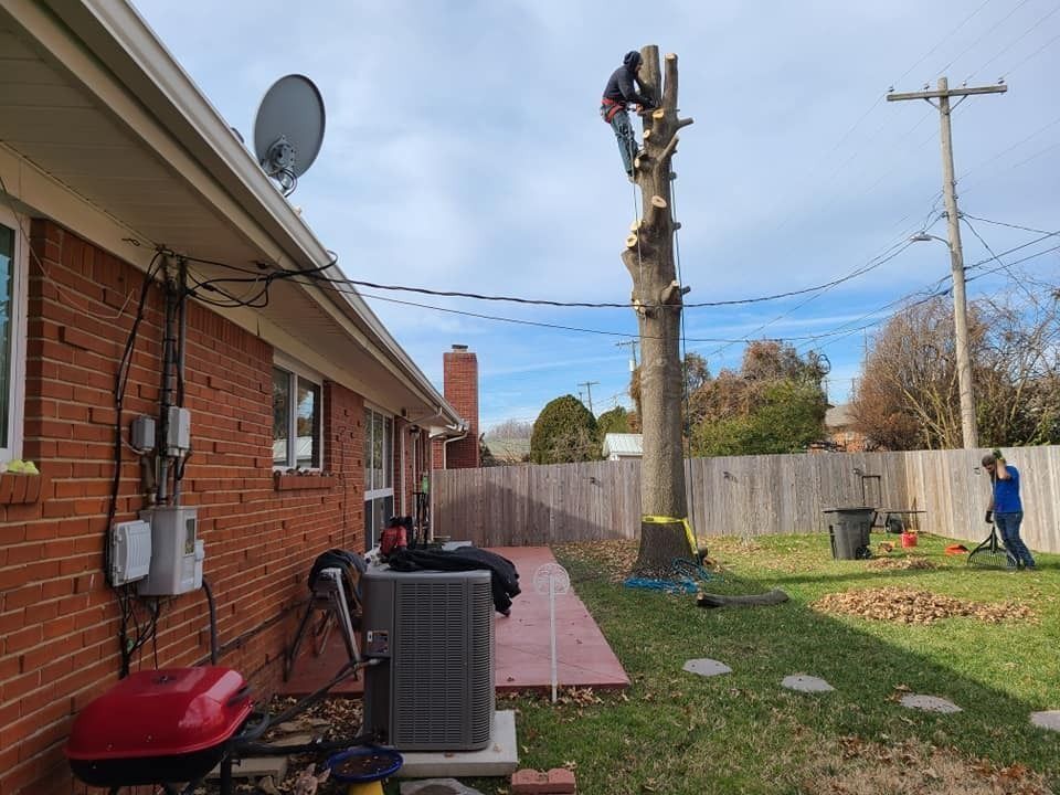 Worker trimming a tall tree beside a brick house in a backyard with a fence and utility lines