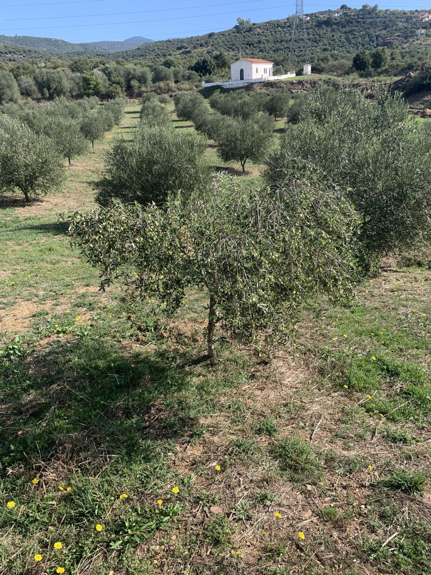 A row of olive trees in a field with a house in the background.
