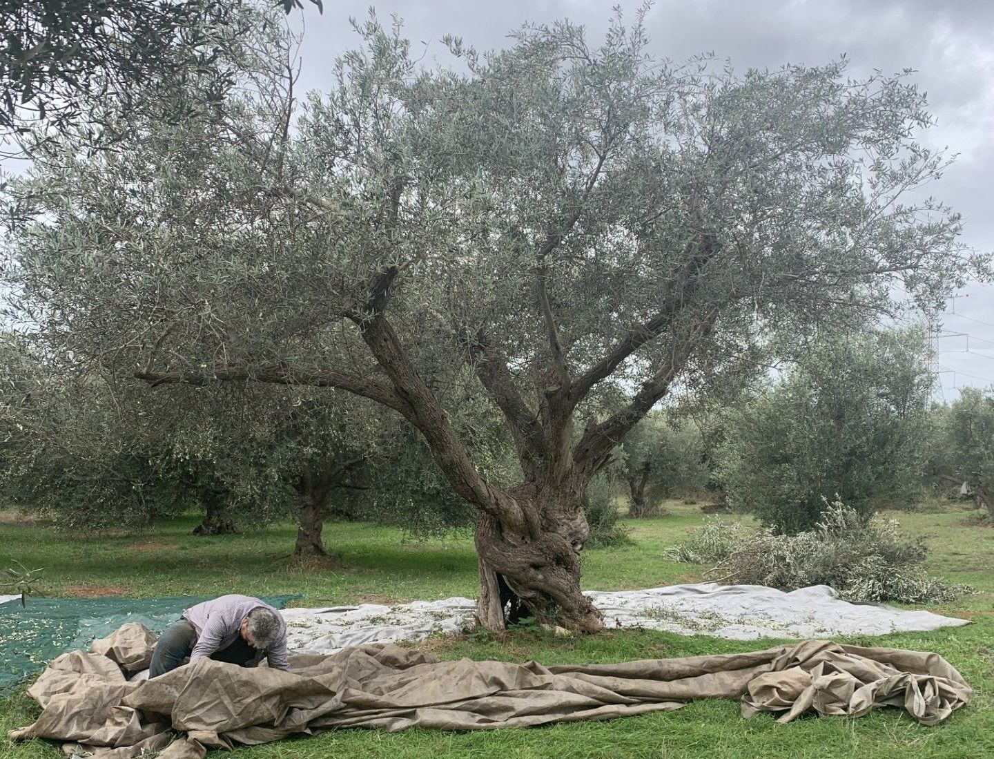 A man is kneeling under an olive tree in a field.