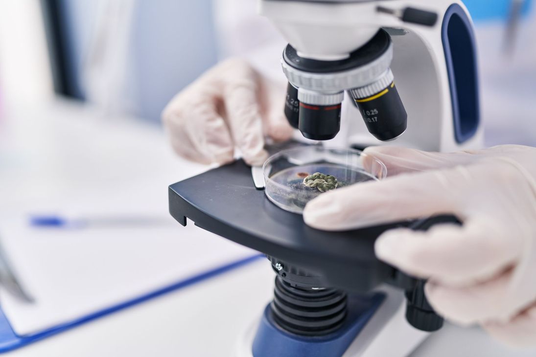 Scientist examines a petri dish with sample under a microscope; close-up of gloved hands.
