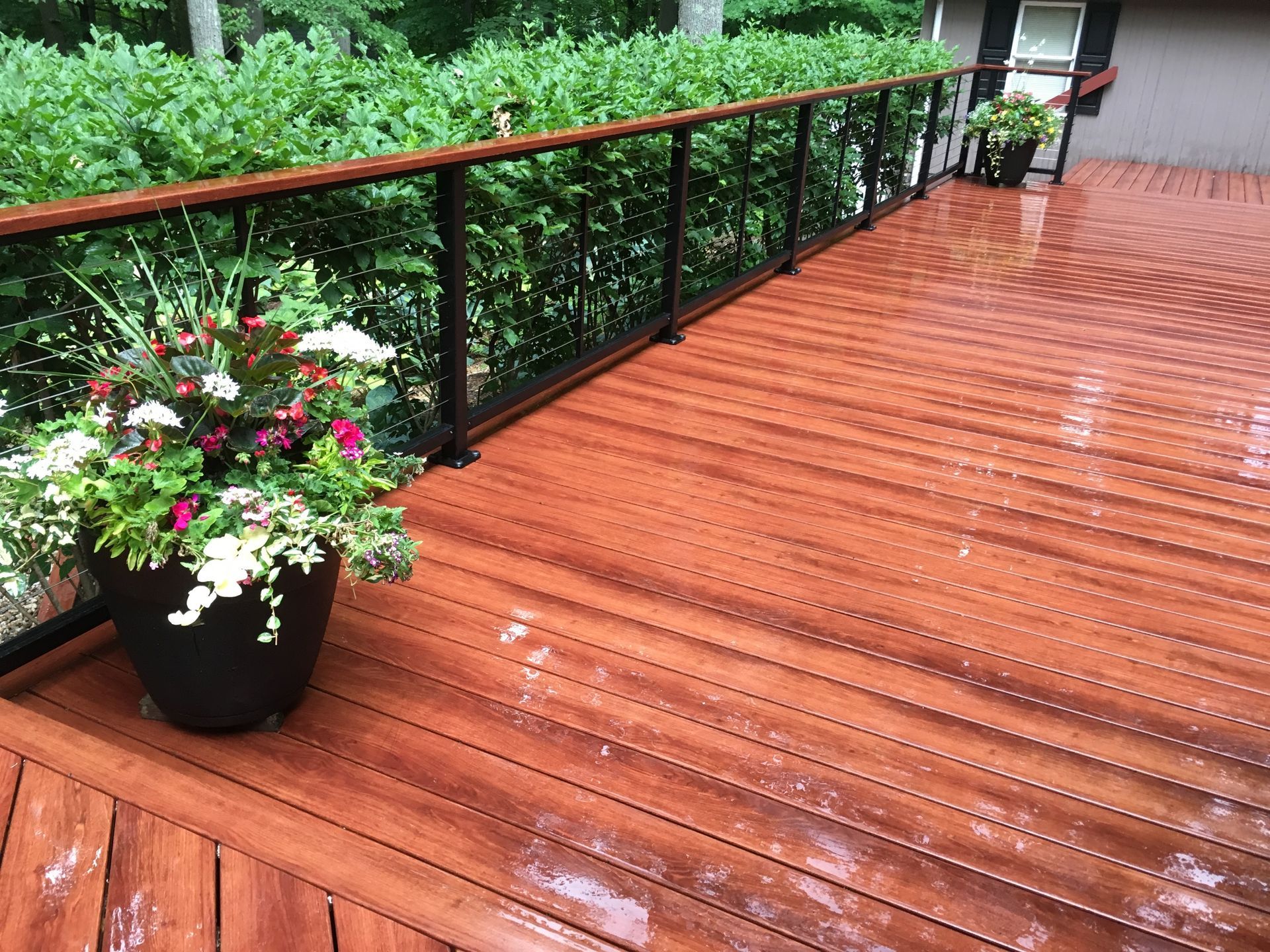 A wooden deck with a glass and black railing, two potted plants and a green bush background.