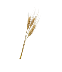 小包裝花束系列-小麥穗