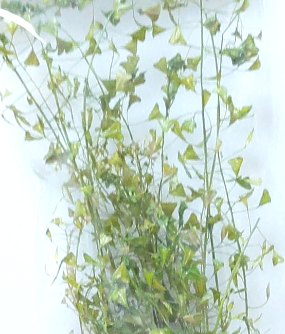 小包裝花束系列-薺心草