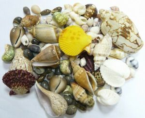 貝殼單品-DIY海底造景風鈴項鍊