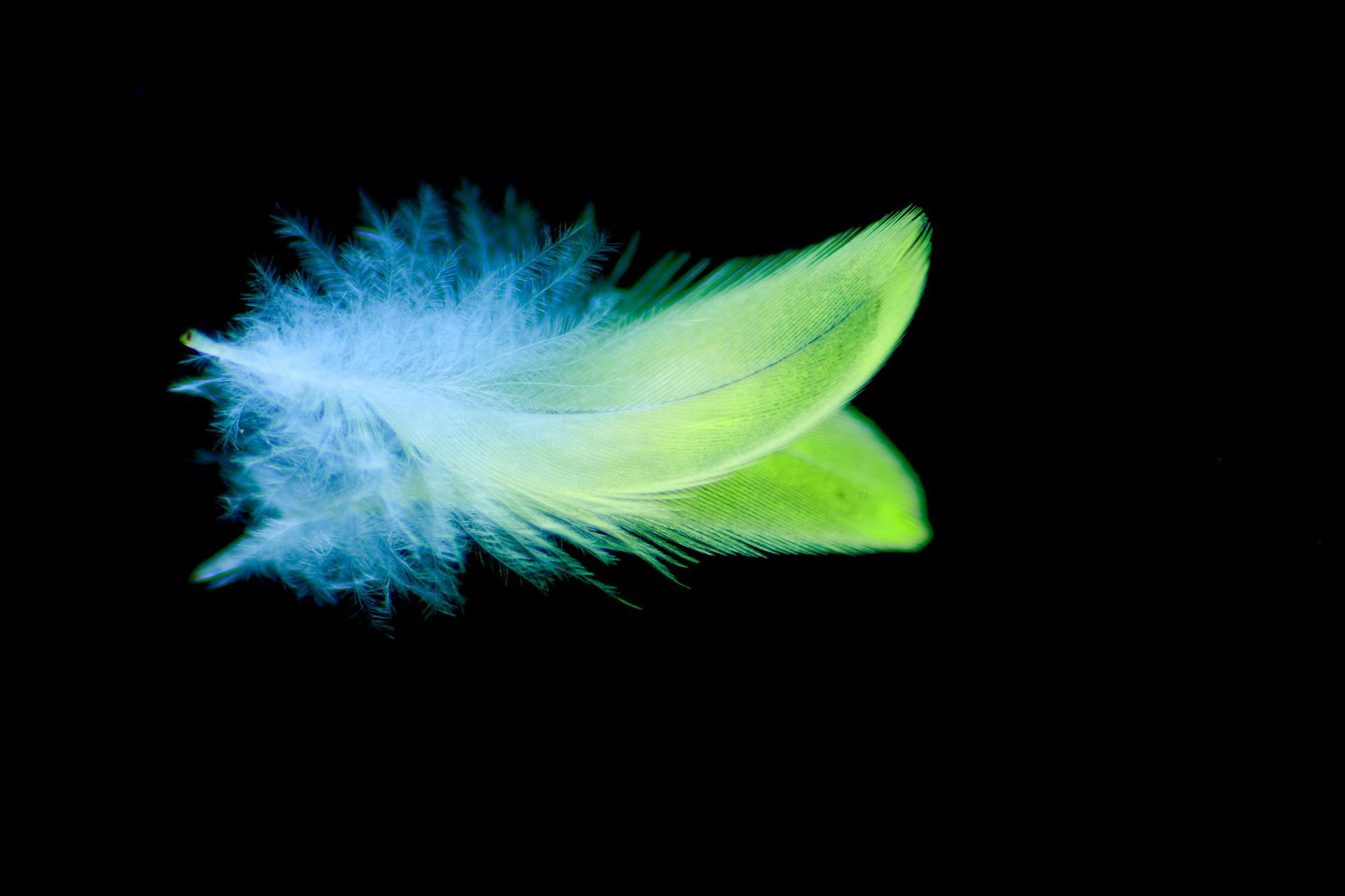 羽毛系列 | Feather