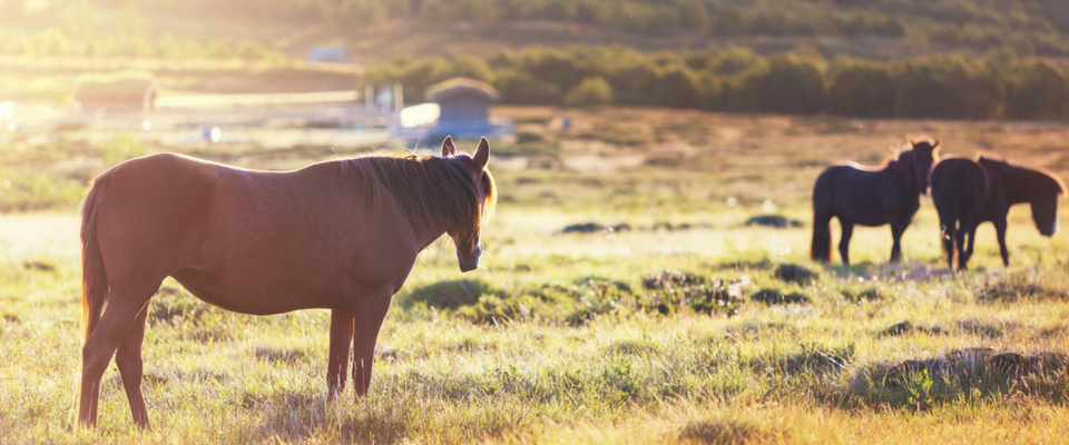 Three horses stand in a grassy, sunlit field during golden hour, with a soft-focus landscape in the background.