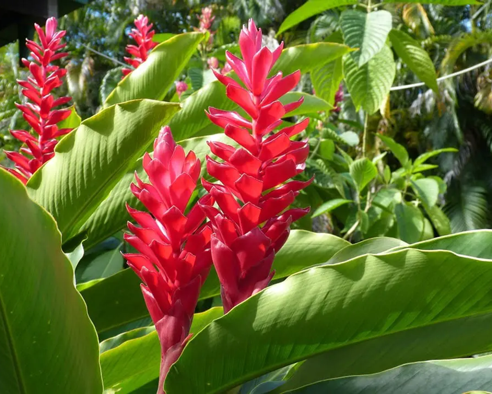 Una planta con flores rojas y hojas verdes.