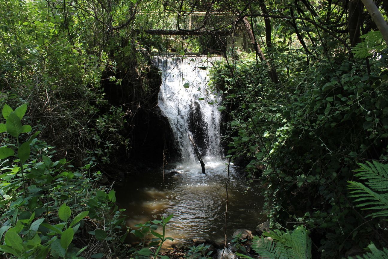 Una pequeña cascada en medio de un bosque rodeada de árboles.