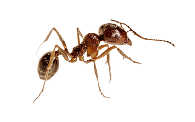 ants