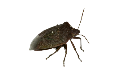 bedbugs