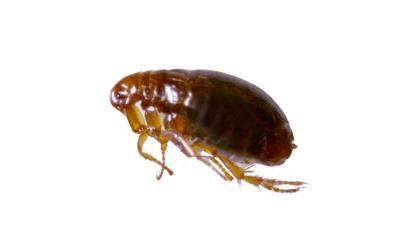 fleas