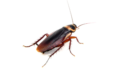 german cockroaches