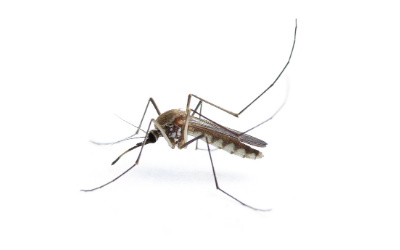 insect misting