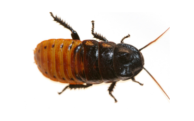 cockroach services