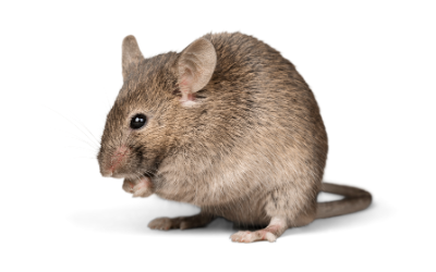 rodents