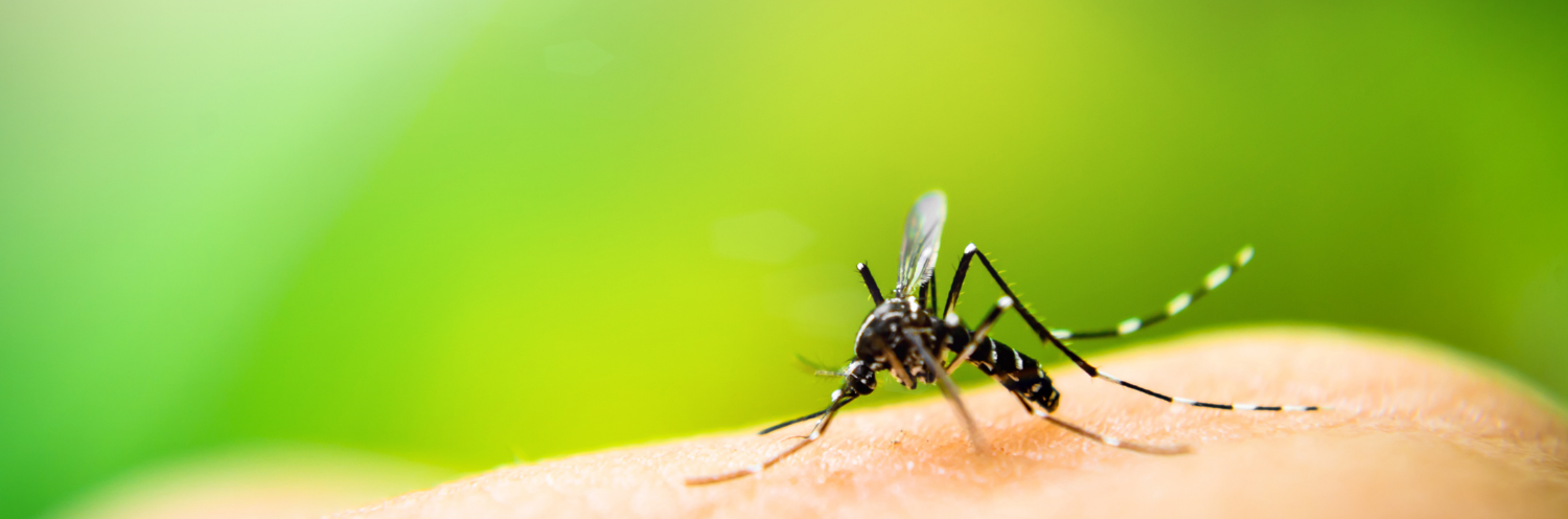 mosquito