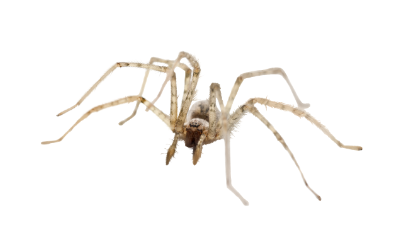 spiders