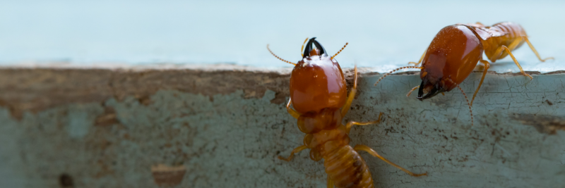 Two termites with prominent brown heads and mandibles crawling along the edge of a wooden surface.