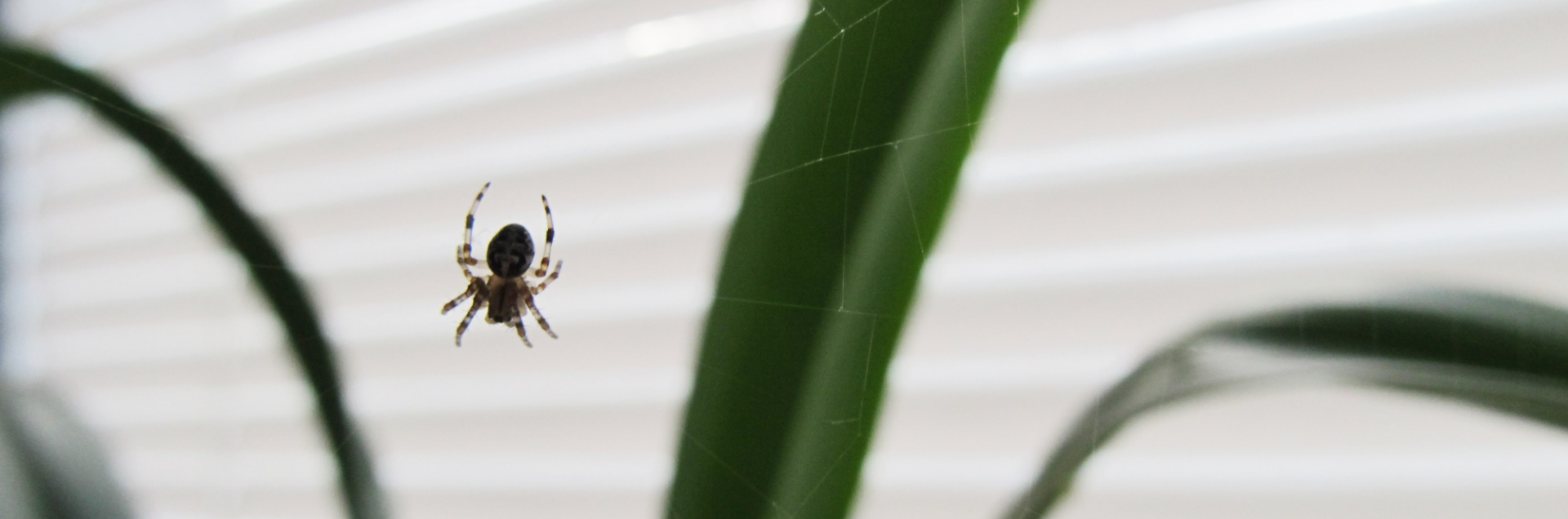 spid