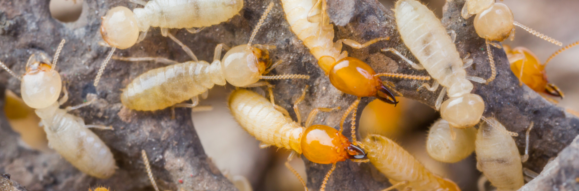 termite