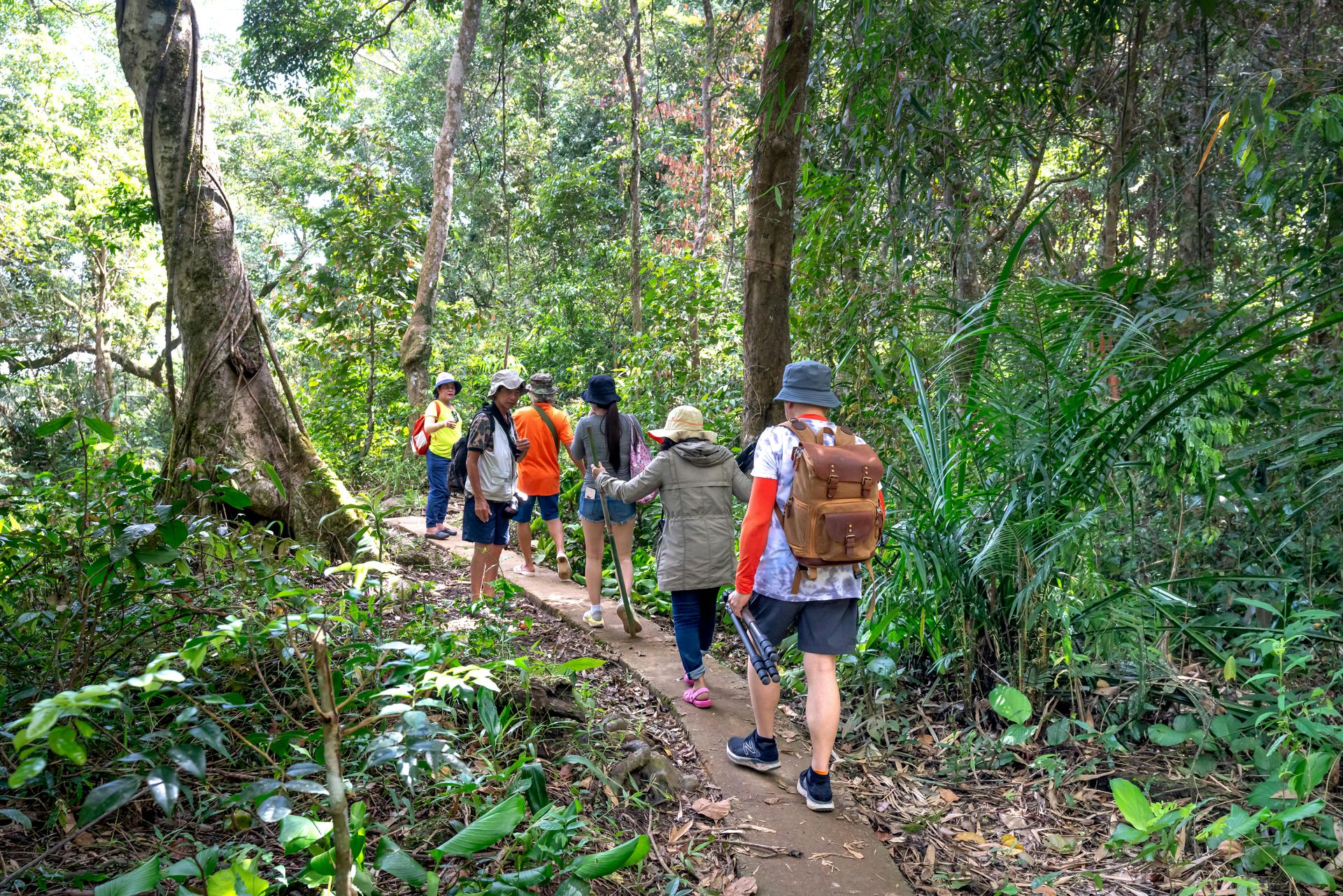 A group of hikers walks along a narrow, raised wooden path through a sunlit, dense forest.