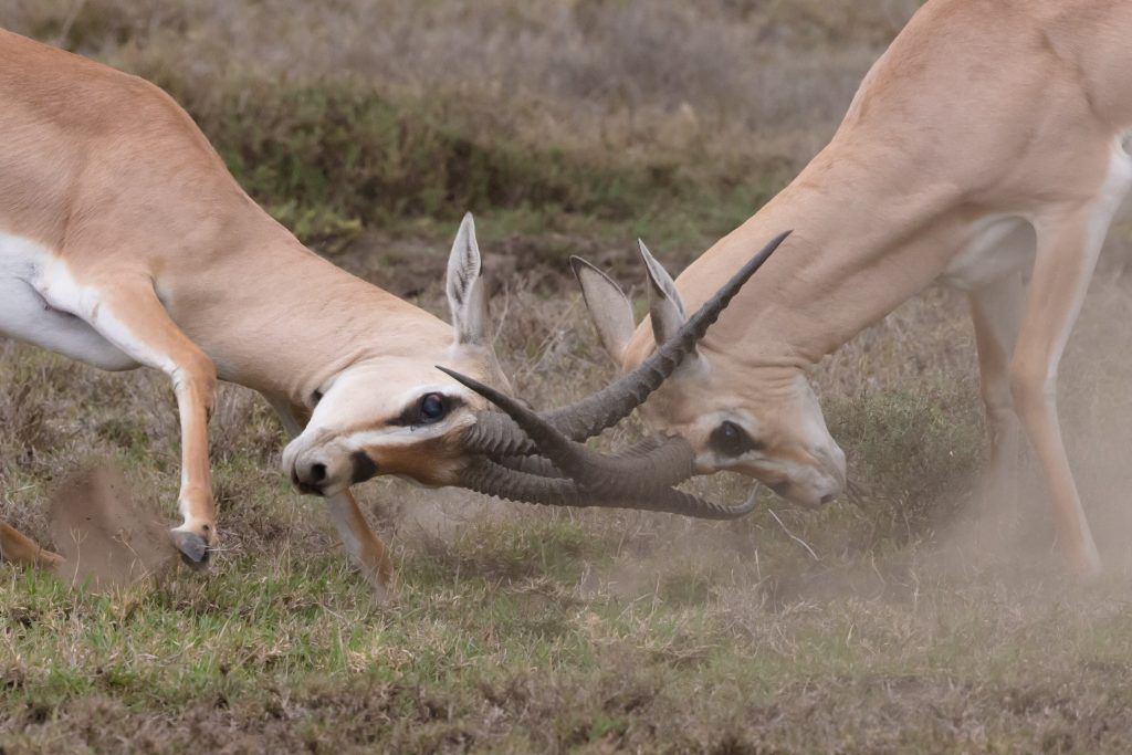 Fighting Impalas — St. Louis, MO — Clear Spaces Fighting Impalas — St. Louis, MO — Clear Spaces