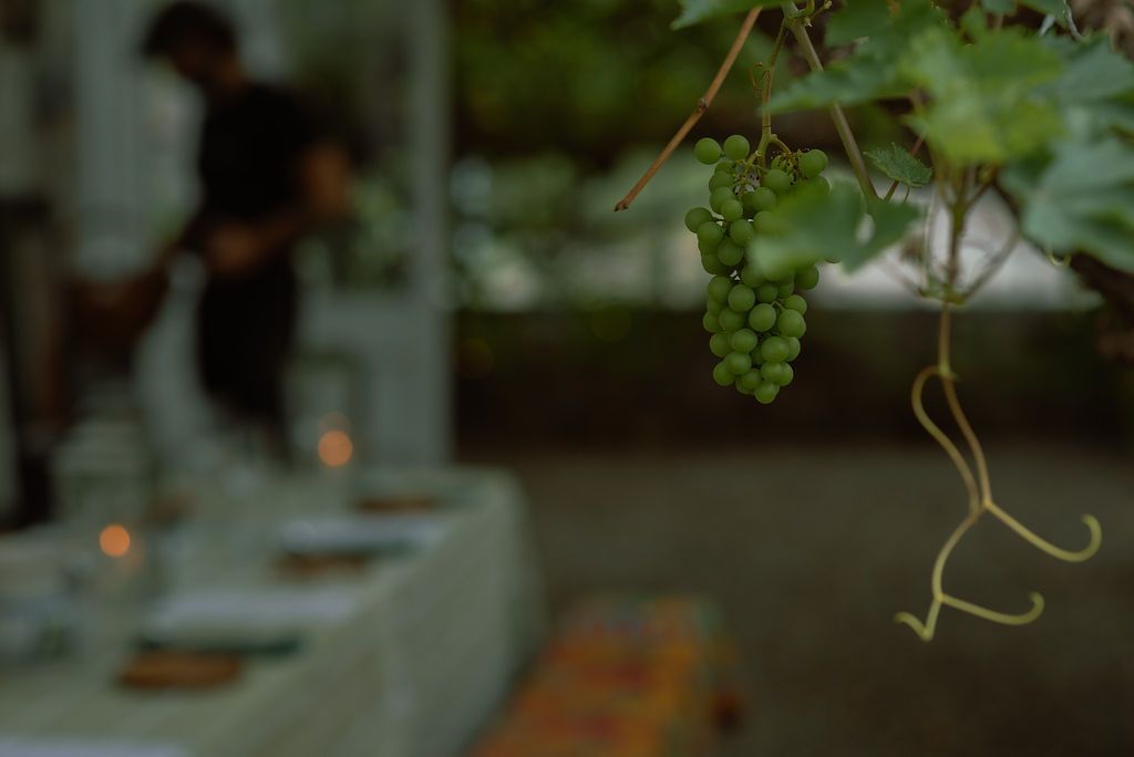 A grape in Ardkinglas Greenhouse.