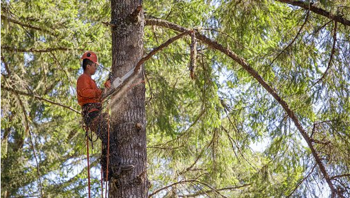 Tree Cutting Service Near Me
