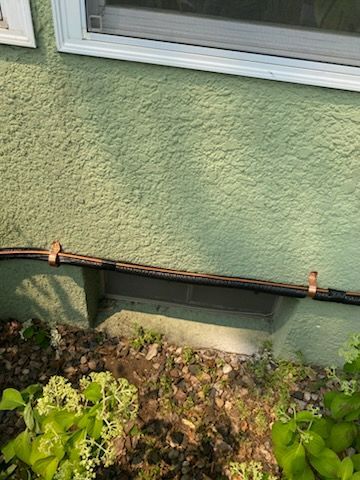 Green stucco house wall with a basement window, black hose along the base, and garden plants in front