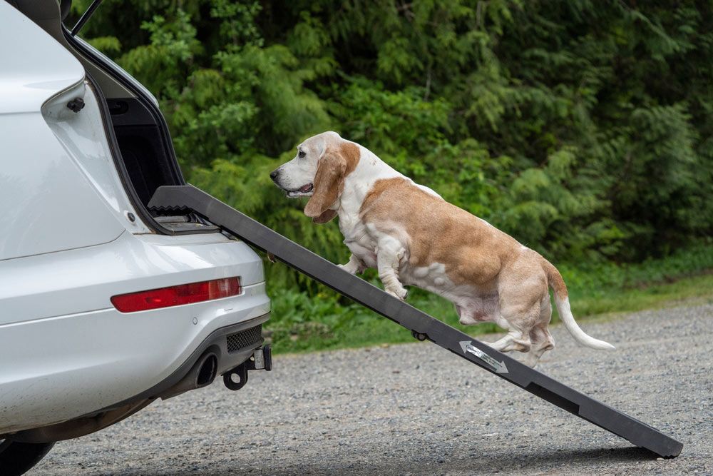 Dog walking slowly up a ramp to get into a car — Healthcare Equipment in Lake Macquarie