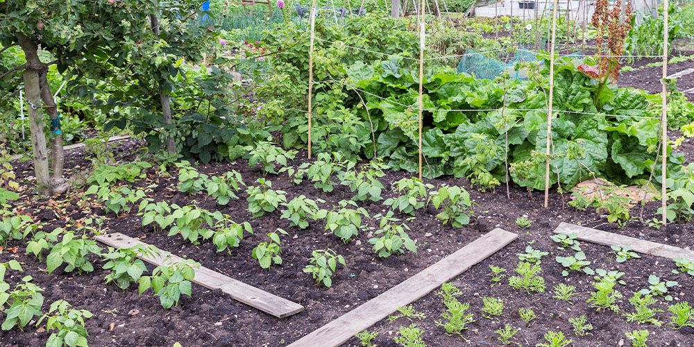 Sustainable Growth