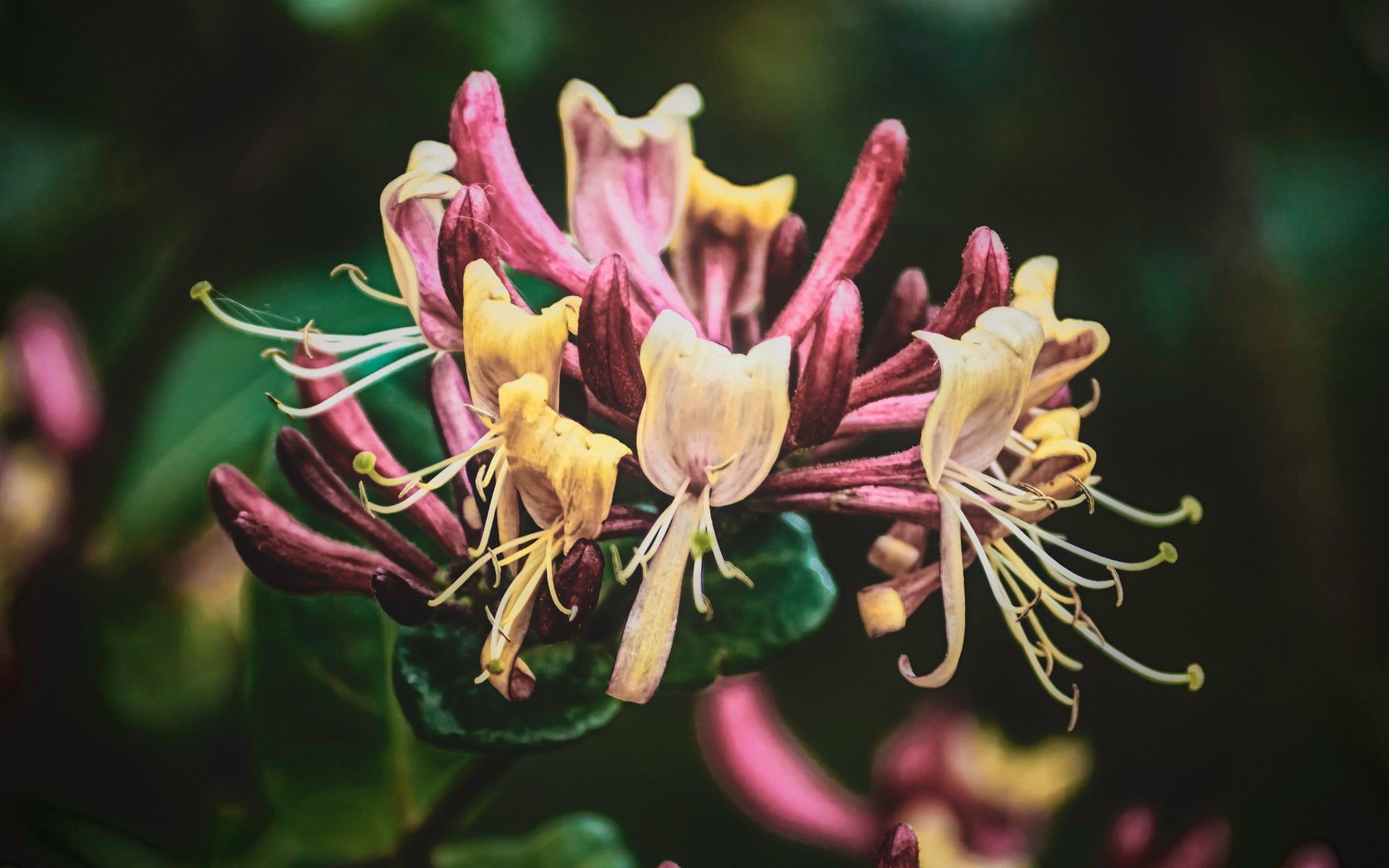 Honeysuckle Soap