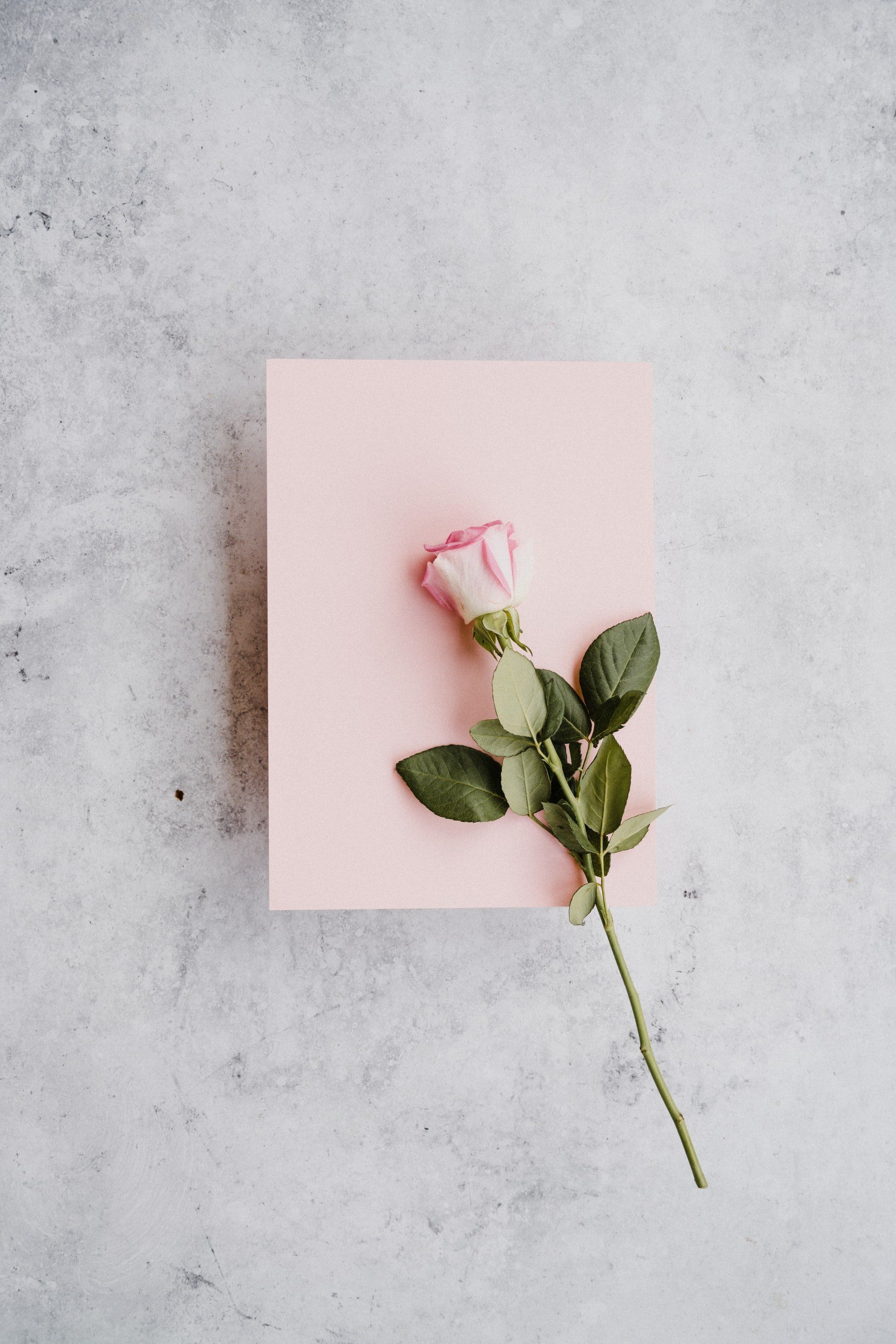 Rose Soap