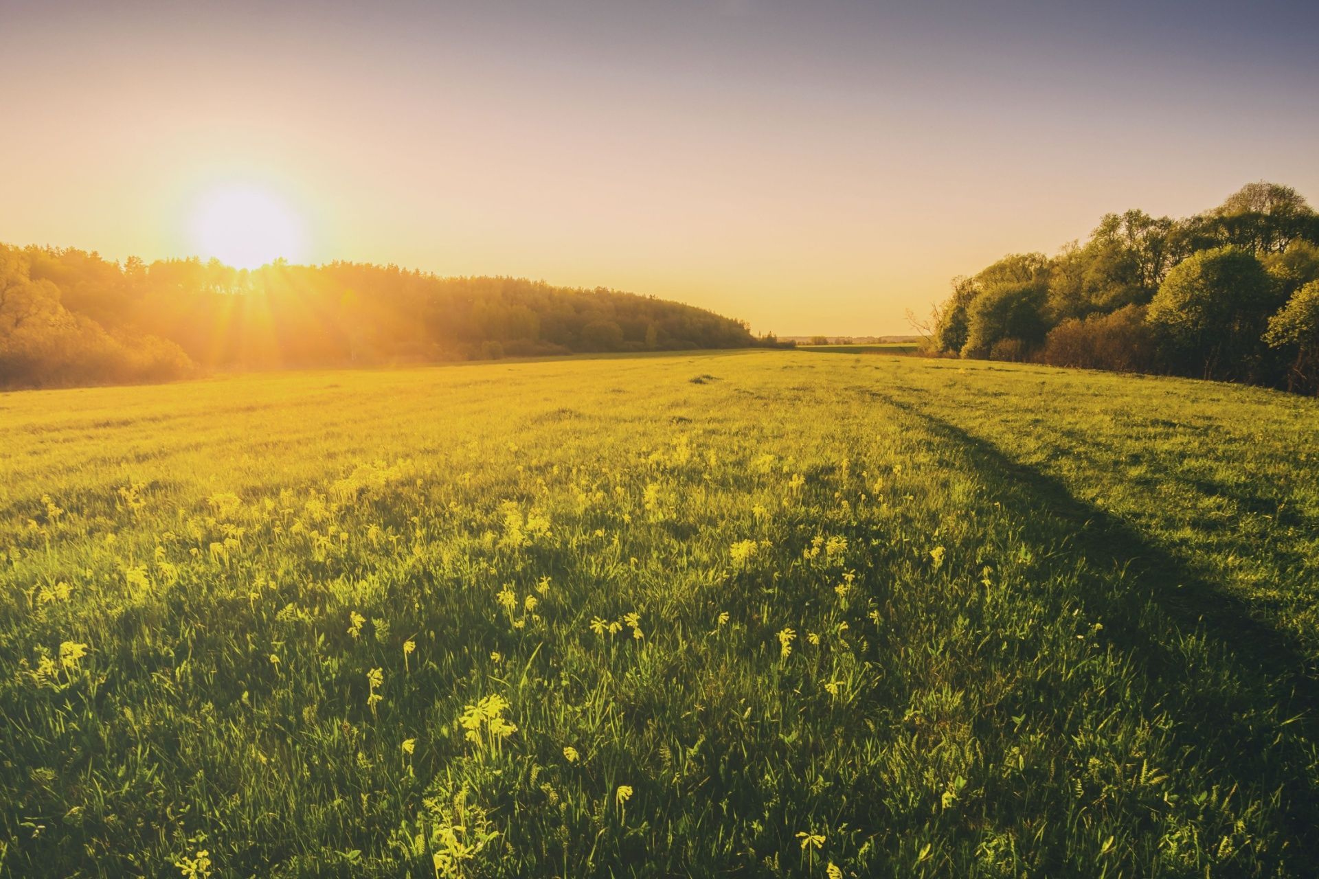 Sunlit green meadow at sunset with a winding path and trees along the horizon