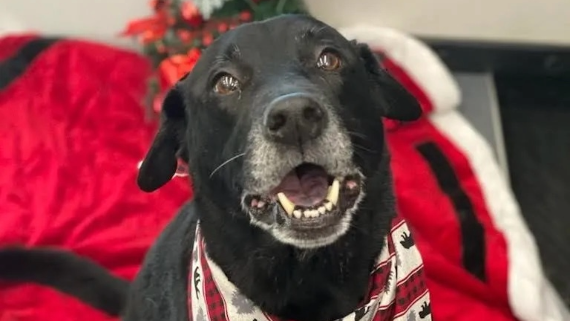 Greeter | David's Automotive Repair