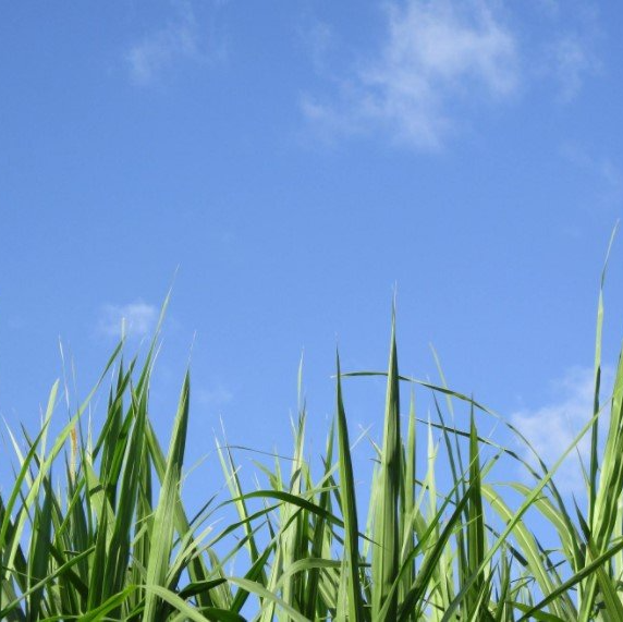 Lawn Care Service Yard Maintenance Greenville SC