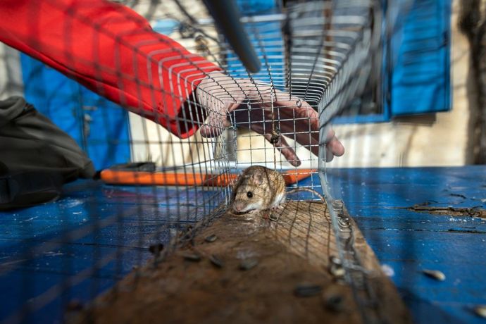 An image of Rodent Control in The Colony, TX