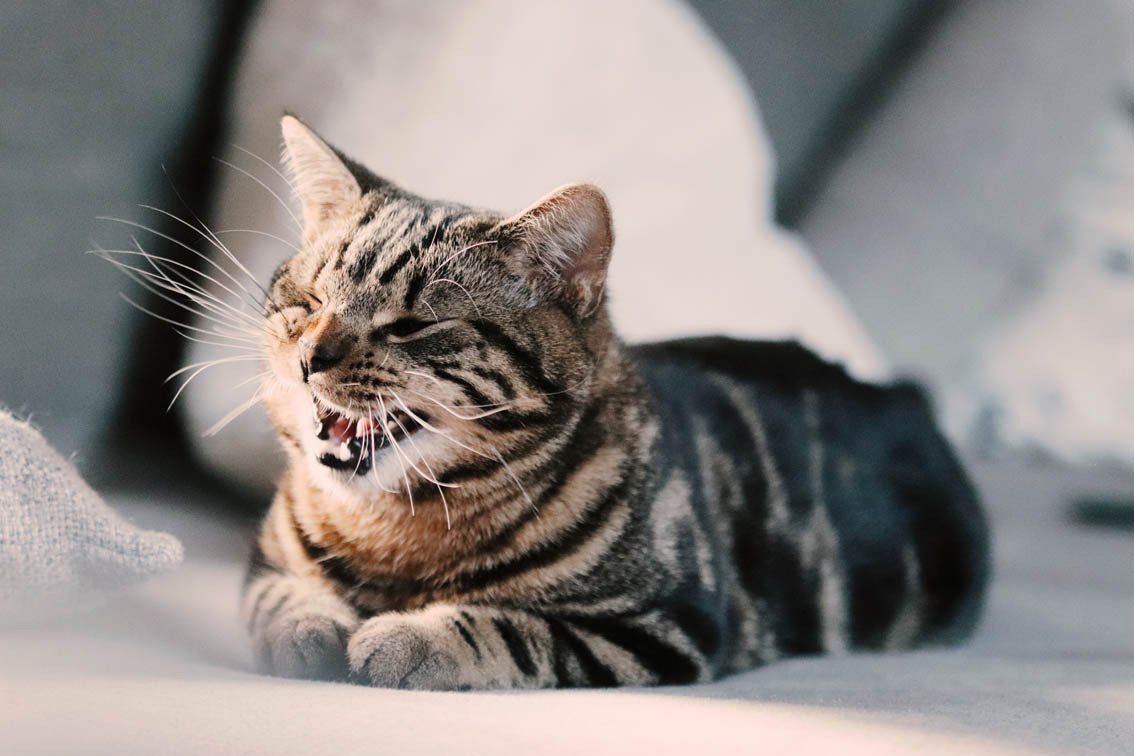 Eine getigerte Katze liegt auf einer Decke, gähnt mit offenem Maul und halb geschlossenen Augen.