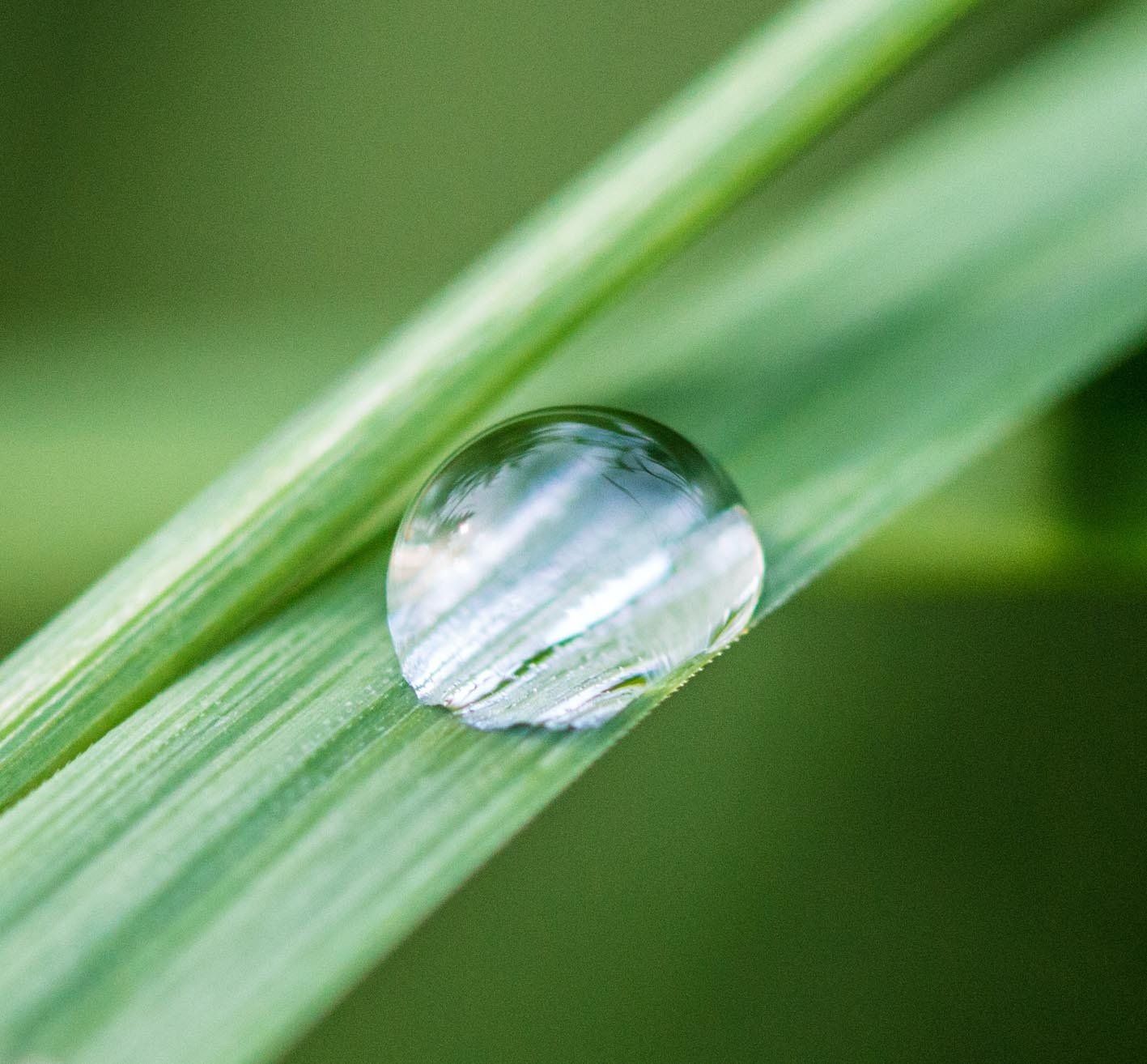 Wassertropfen auf einem grünen Grashalm