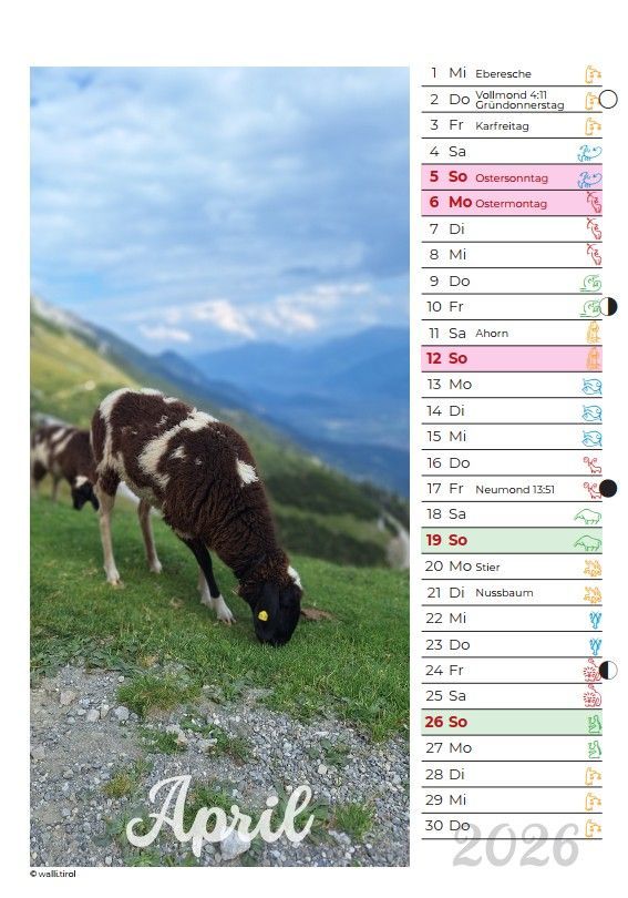 Eine Kuh grast an einem grasbewachsenen Berghang neben einem Kalenderblatt für April 2026 vor blauem Himmel.