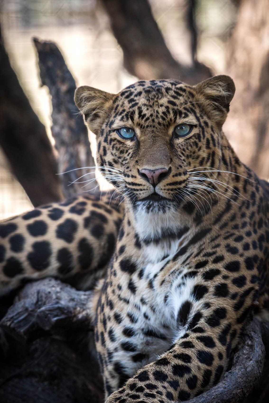 Leopard ruht auf einem Ast, blickt nach vorn, sein Fell ist gefleckt, in einer Waldumgebung