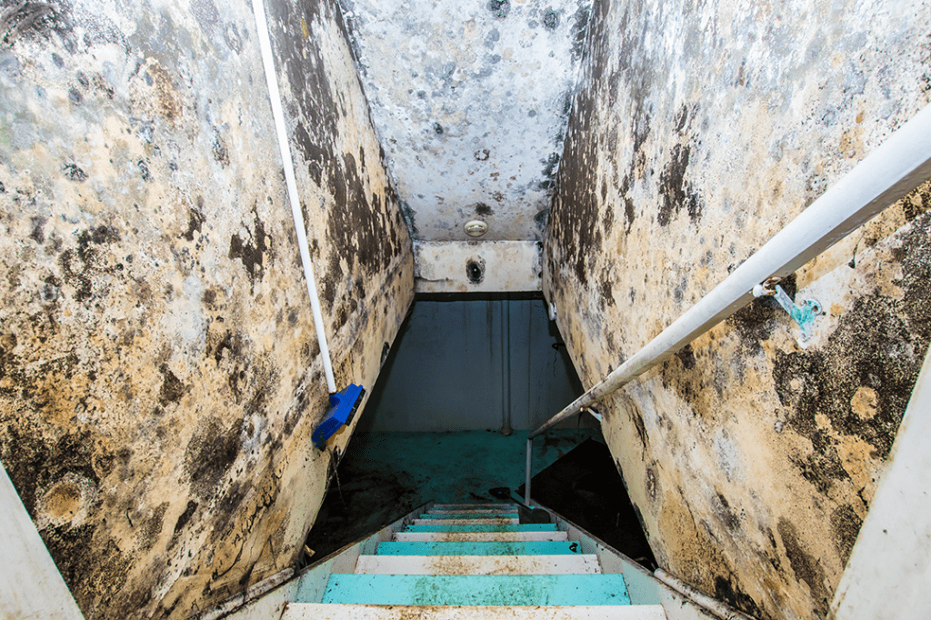 Stairway down to a dark area with mold on the walls and ceiling, a blue broom rests on the wall.