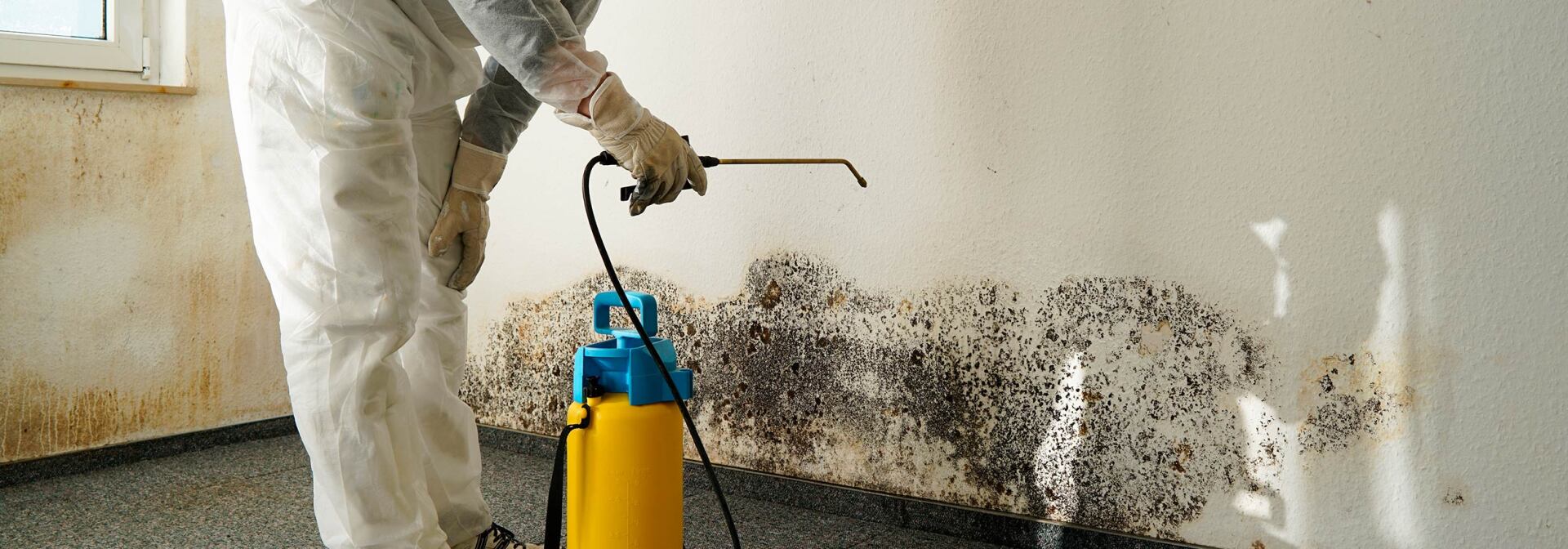 Person spraying a mold-covered wall with a chemical solution. Yellow and blue spray tank visible.