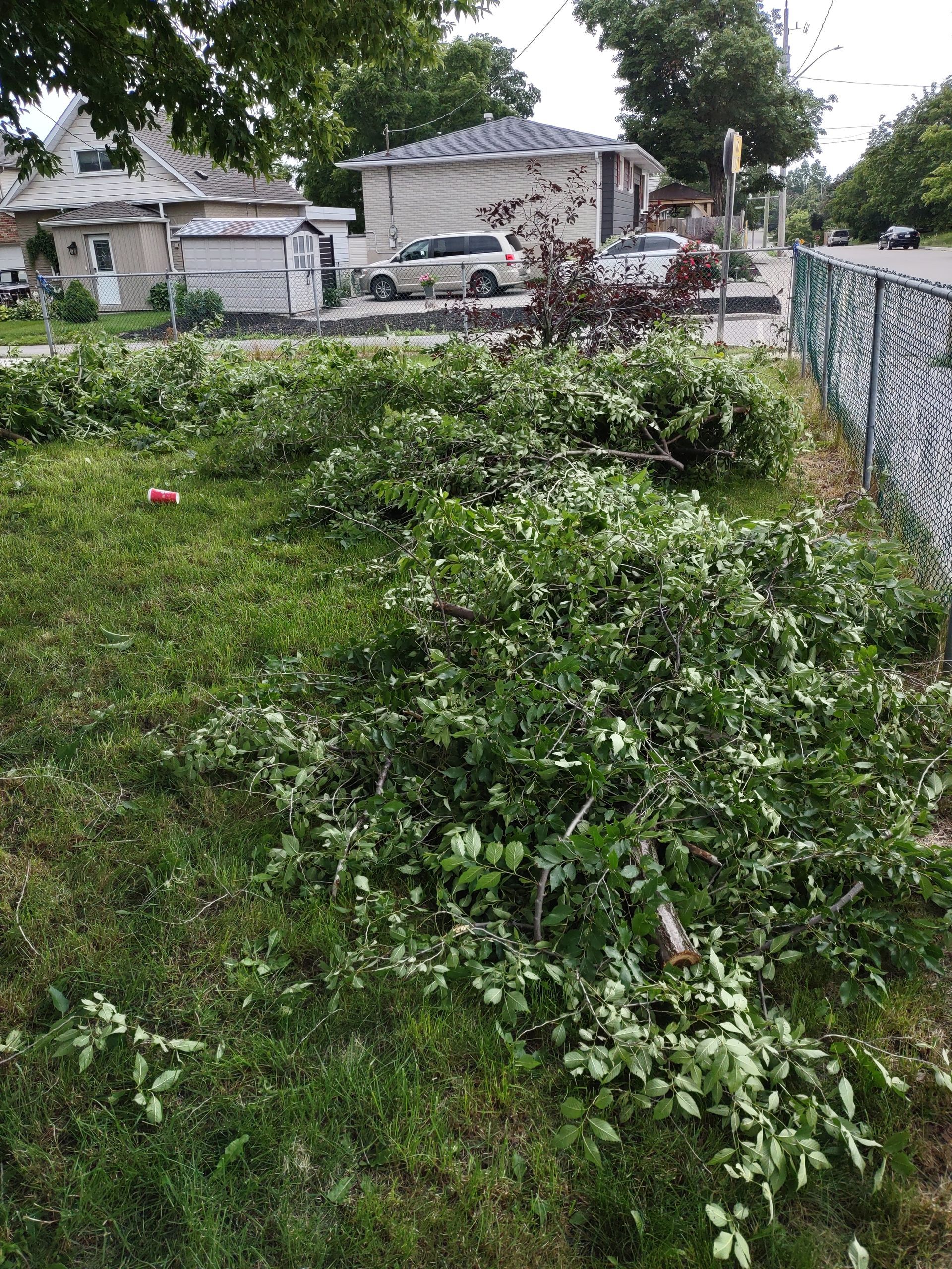 Overgrown green yard beside a chain-link fence, with houses and parked vehicles in the background.
