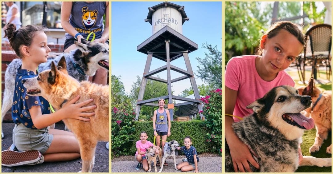 A collage of three pictures of a girl petting a dog and a water tower at Luci's at the orchard